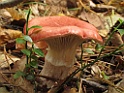 Roze spijkerzwam [IMG_0318] 08-okt-2017 (Boerskotten, Oldenzaal)-LvR